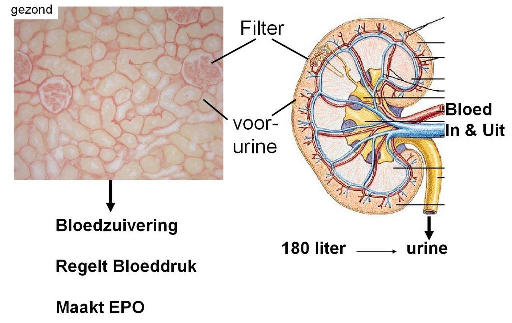 De functie van de nier Bloedzuivering Regelt Bloeddruk