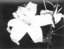 B&W L image devient monochrome (noir et blanc).