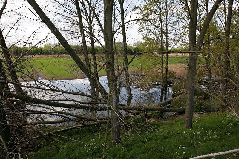 Locatie 2 (x 128.56 - y 430.20) Een groot buitendijks gelegen water tussen Arkel en Rietveld dat in particulier bezit is. Hier werden na kort zoeken eitjes van kamsalamander aangetroffen.