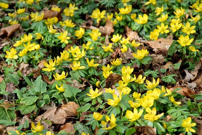 Later in het voorjaar komt dan de Narcis, met uitzondering van bijvoorbeeld de February Gold want dat is een vroege.