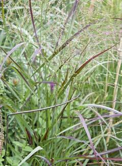 Panicum virgatum Strictum Cultivar met lichtgroen blad dat in de herfst naar geel verkleurt.