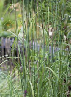 gerardii en A. hallii kruisen overigens erg makkelijk. Hakonechloa macra Een Japans siergras met een bijzonder uiterlijk.