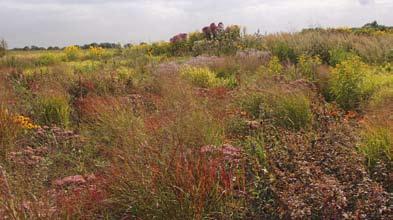 Thema grassenborder Rondom de kleurrijke prairietuin staan grote groepen grassen en vaste planten.