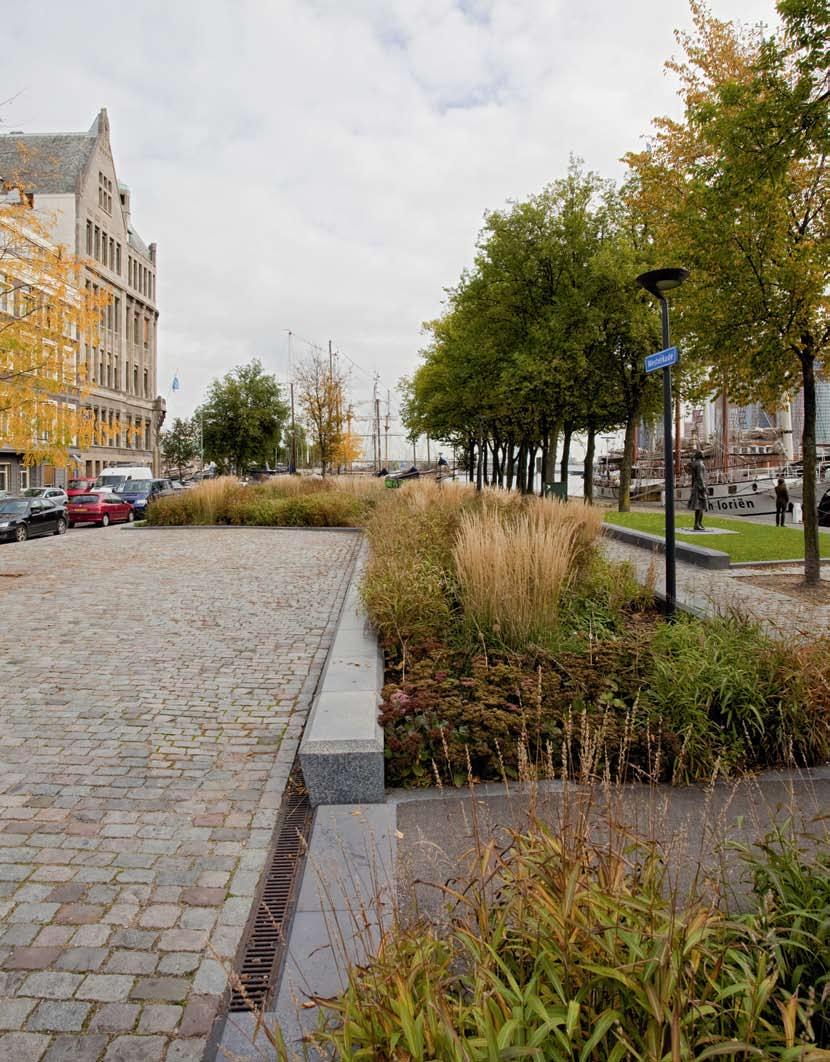 Toepassing Siergrassen in de openbare ruimte Voor de Westerkade in Rotterdam ontwierp Piet Oudolf een beplanting met veel robuuste grassen als Calamagrostis en Spodiopogon.