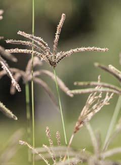 In pot of bak toegepast blijven de grassoorten in het algemeen lager dan in volle grond. Agrostis nebulosa (nevelgras) wordt in de vollegrond zo n 50 cm hoog.