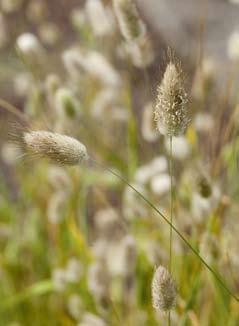 De grassoort is afkomstig uit het Middellandse Zee-gebied, waar hij van nature groeit in het grasland en op hellingen. Houdt van een voedselrijke grond.