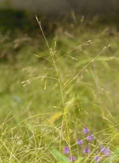 Hij bereikt een hoogte tot 100 cm. Hordeum jubatum (kwispelgerst) is een kortlevende vaste plant, maar veelal als eenjarige gekweekt.