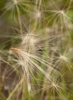 Het gras wordt gemiddeld 60 cm hoog en bloeit vanaf mei met lange, zijdeachtige halmen die naar paarsroze verkleuren.