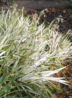 Veel grassen zijn probleemloos winterhard, an- mentskennis van grassenkwekers Lianne Pot van Sortiment dere zoals de meeste Pennisetum zijn minder goed bestand tegen vrieskou, maar hebben zulke