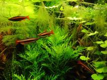 vissen verantwoordelijk voor de concentratie van nitraat en fosfaat in het aquarium en in de meeste aquariums zijn deze stoffen juist in te grote mate aanwezig.