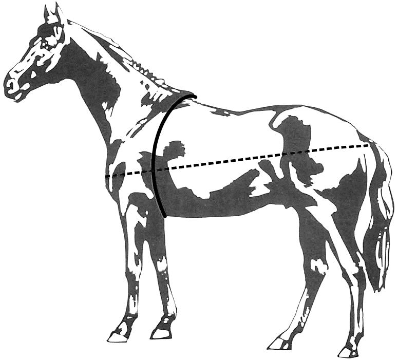 5p 8 Schrijf de volgende gegevens van het paard op. naam:... geslacht:... kleur: ras:... De hoogte van een paard wordt bepaald aan de hand van de stokmaat. Deze meet je op de schoft.
