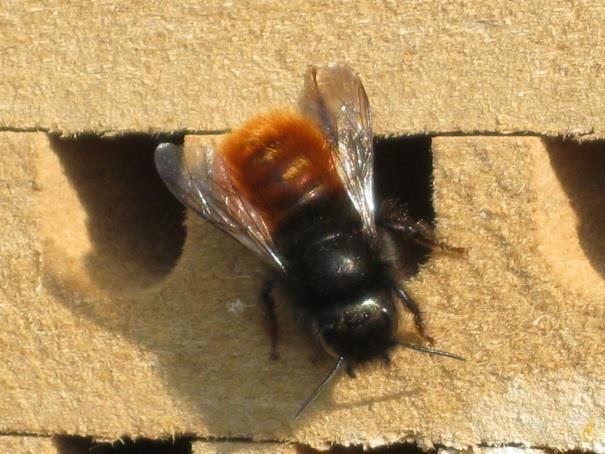 Osmia cornuta,