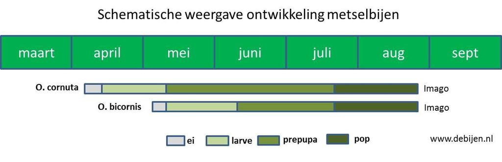 Nederland, Osmia