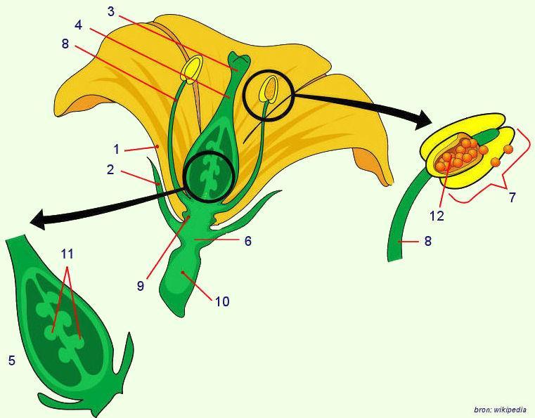 Bestuiving algemeen Angiospermea (bedektzadigen, bloemplanten) 1/6 van alle levende organismen Interacties van groot belang voor de meeste ecosystemen Kringlopen van voedsel en energie Bloemen zijn