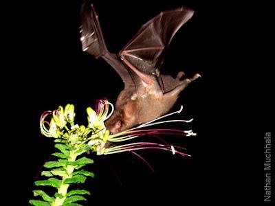 Bloemeters Bloemverzamelaars Waarom bezoeken dieren bloemen?