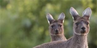 2) Kangaroeleer Voordelen: Het echte hoogwaardige kangoeroeleer.