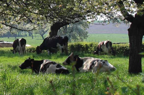 Het landschap voor de volgende generaties Geniet u van ons landschap in Limburg en hoopt u dat de toekomstige generaties dat ook zullen doen?