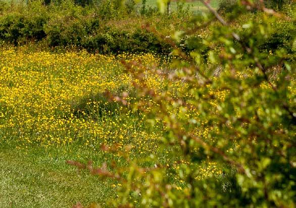 Nalaten, een bijzondere manier om op lokaal niveau natuur en landschap te steunen Er zijn drie manieren waarop u aan Stichting IKL kunt nalaten: 1.