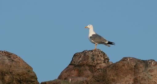 s Avonds met vrienden gegeten bij Ambrosia. 8 Mei: Vanochtend vroeg naar Makara geweest, waar het erg rustig was met vogels.