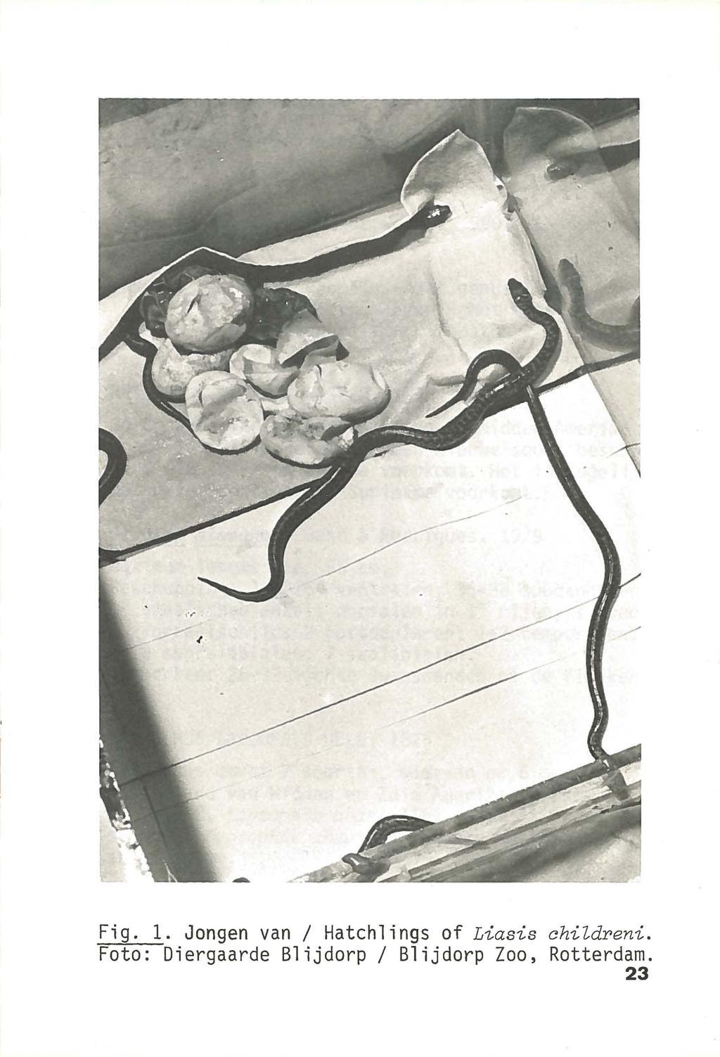 Fig. 1. Jongen van/ Hatchlings of Liasis childreni.