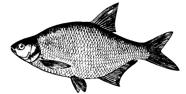 5. Resultaten In 1992 is voor de eerste maal vis uitgezet. In de navolgende jaren bleek het echter noodzakelijk om aanvullende uitzettingen uit te voeren.
