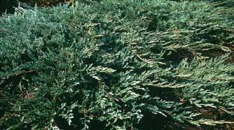 Juniperus communis Hornibrookii ** 30/40 C3 Tot 2 meter doorsnede en dan 0,4 meter hoog Mooie groene structuur Niet beloopbaar door risico van takbreuk Onderhoudsvrij 3-4 per m 2 Kruipende jeneverbes