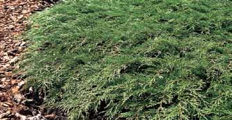 bodembedekker en vakbeplanter in zon en schaduw Picea omorika 80/100 mkl.