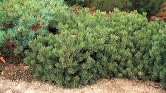 donkergroen Plantvorm: compact, breed-bossig Gebruik: vakken, randen, borders, rotstuinen ; ook op drogere bodems geschikt Pinus nigra subsp. nigra 80/100 mkl.
