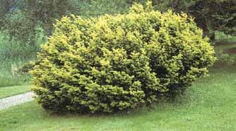 takken; een dichte plant vormend Gebruik: ornamentale solitairplant, grote kleurgroepen Taxus media Hicksii 60/80 mkl.