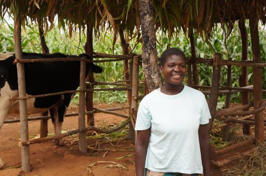 Voortgangsrapportage juli-december 2014 Zuivelproject Malawi Malawi Dairy Development Project Phase II (MSDD II) 2013-2016 Dit project heeft als doel de armoede en honger op het platteland van het