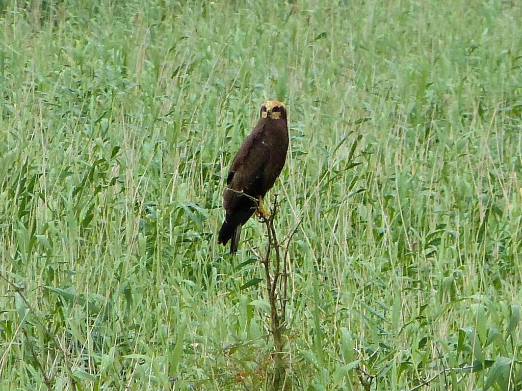 (Juveniele vogels hebben