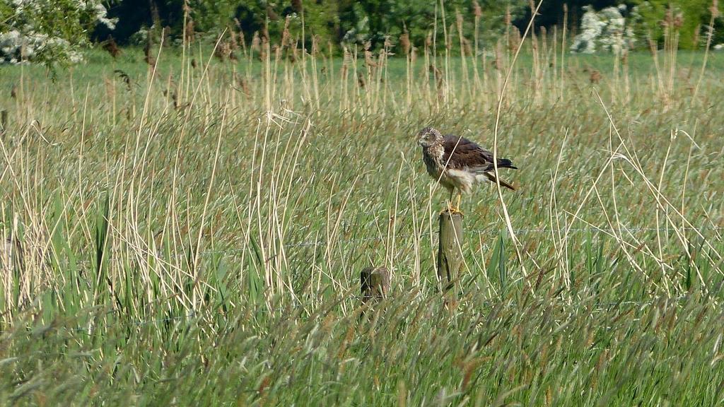 (Hier zie je hoe een buizerd door een mannetje bruine kiekendief uit het