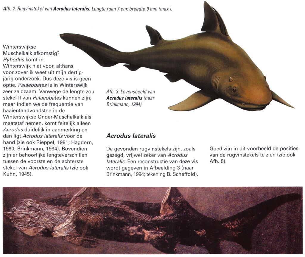Acrodus leefde van einde Perm tot in het Boven-Krijt (Muller 1966). Het geslacht behoort bij de groep van de kraakbeenvissen, zoals haaien en roggen.