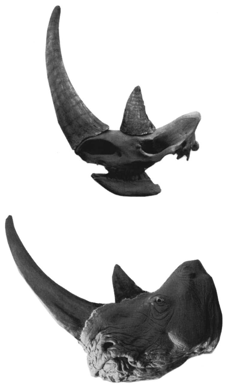 Afb. 4. Hetzelfde skelet van de wolharige neushoorn als in Afbeelding 3, hier tijdens de montage in het Zoölogisch Museum van Sint-Petersburg (Rusland), zij-aanzicht.