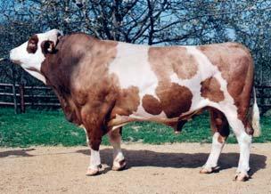 Rumba Ki code 763063 Ralbo x Harko Ress Ki code 763368 Triple A : 516432 Renger x Streitl + 440 Melk +0.