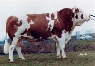 Duurzaamheid 109 Internationale stiervader Ki code 763611 Triple A : 423156 Heron x Strich + 1139 Melk -0.