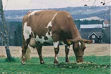 Noors roodbont stieren Noors roodbonte stier 100 is gemiddeld in Noorwegen. Noors roodbont geeft heeft ongeveer 5% lagere melkproductie dan Holstein.