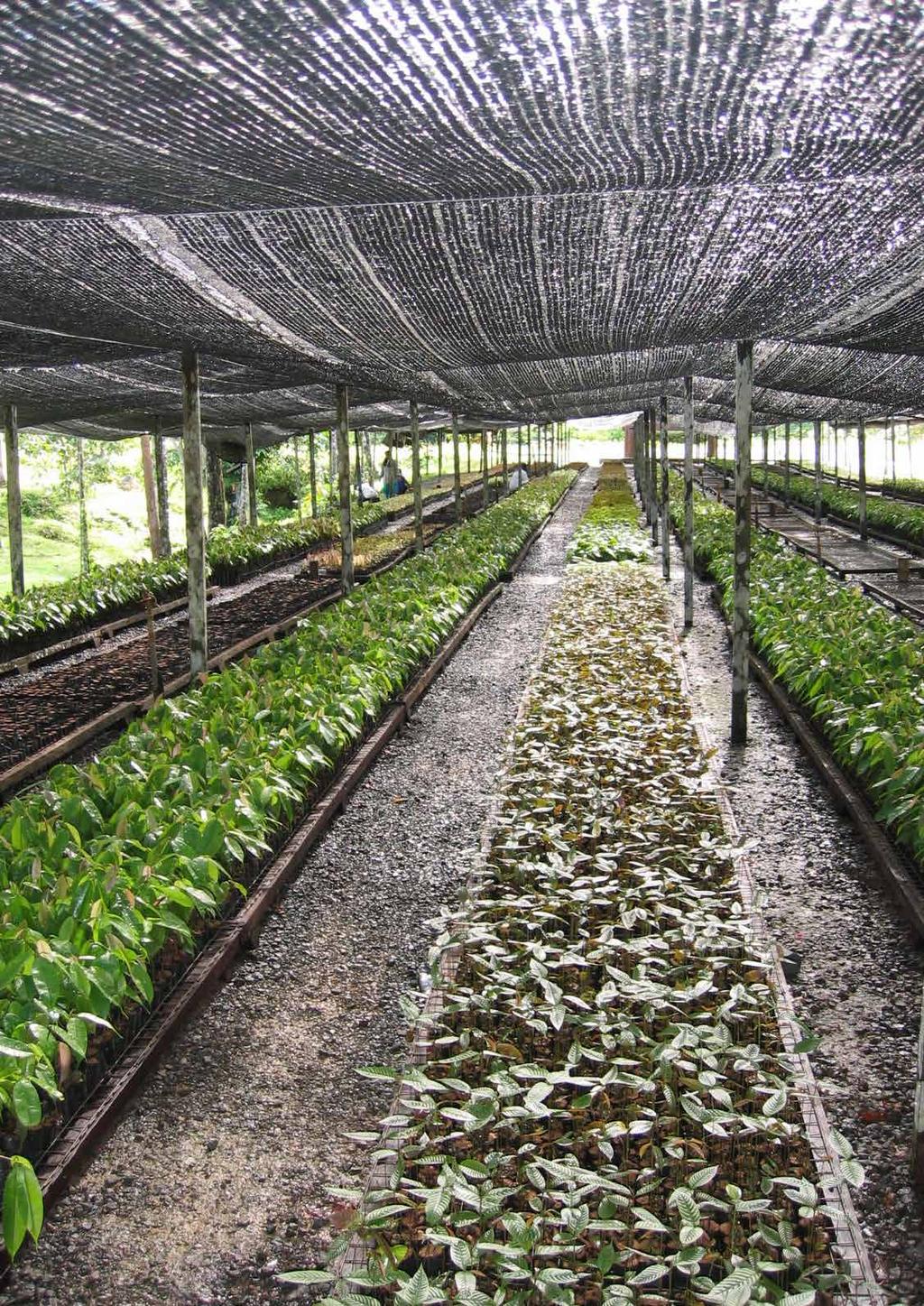 4.4 DE HOOGSTE BOOM TER WERELD IN MALEISIË In Maleisië is het niet meer mogelijk om bomen te planten of CO2-uitstoot te compenseren.