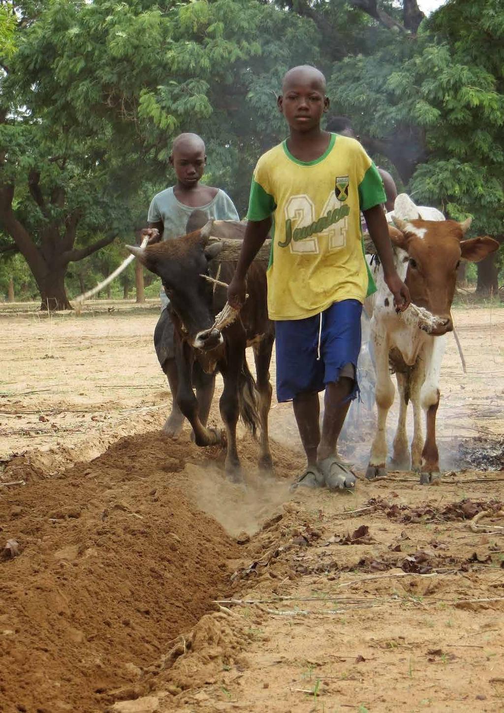 4.6 DE JATROPHA IN MALI In Mali is het niet meer mogelijk om bomen te planten. Sinds 27 ondersteunen wij boeren in Mali.