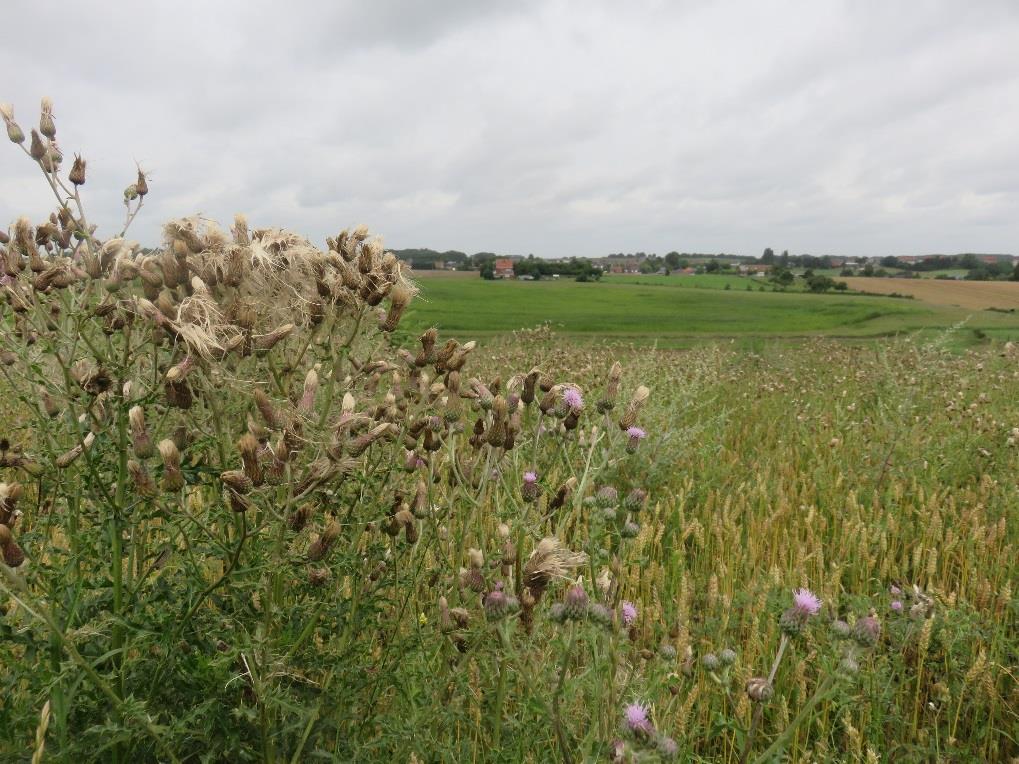 31. Klasse van de ruderale gemeenschappen - Akkers met bouw- en steenpuin - braakliggende akkers 31Aa2 Associatie van raketten en kompassla (5) - ruderale, voedsel- en basenrijke substraten, op