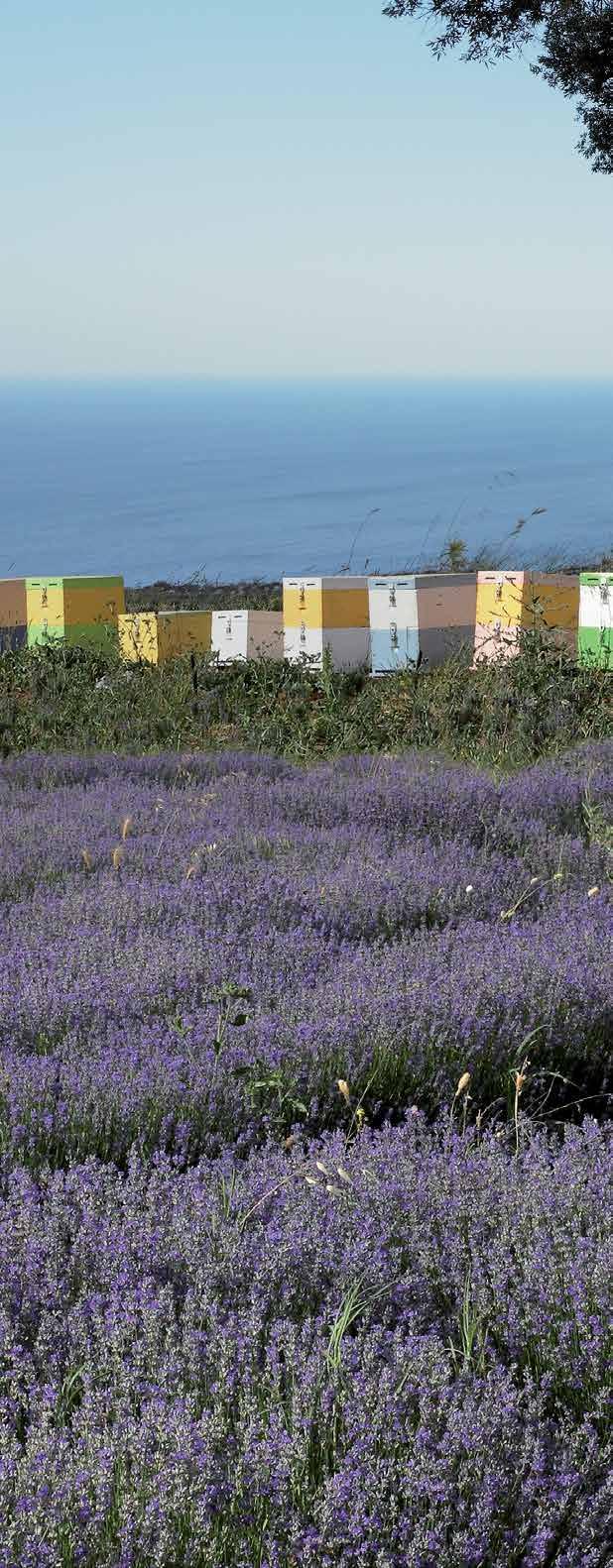 NATUURLIJK Bij APIVITA geloven we in de kracht van de Griekse natuur en de effectiviteit van haar natuurlijke ingrediënten, en creëren we hiermee unieke, ecologische en innovatieve producten.