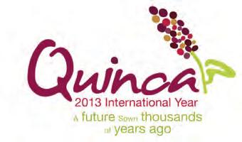 1 Over quinoa QNaamgeving Q o o o o Verspreiding Chenopodium quinoa (Latijn) Gierstmelde (Nederlands) Rijst van de Inca s: quinoa was naast aardappelen (en maïs)