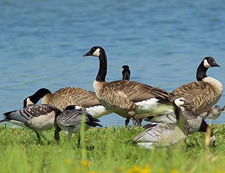 Grote Canadese gans Broedgebied: Noord-Amerika en Canada Nu in Nederland: vaak terug te leiden naar ontsnapte volièrevogels en parkvogels Biotoop: vennen, lage delen van West- Nederland Hybridiseert