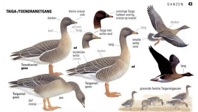 Toendrarietgans - kenmerken Donkere snavel met