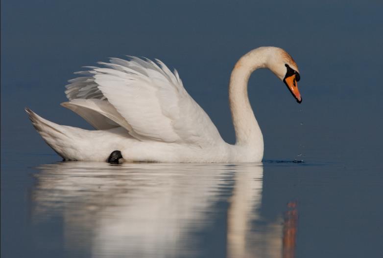 Knobbelzwaan Broedt in Nederland (deels van kweekvogels, deels inheems) bij zoet water, open graslanden en veenweidegebieden Voedsel: waterplanten (grondelend) en gras Trek: