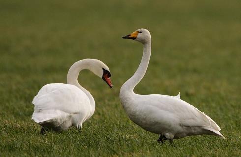 Wilde zwaan Broedt op toendra s in Fenno- Scandinavië Voedsel: oogstresten van graan en bieten, waterplanten (grondelend)