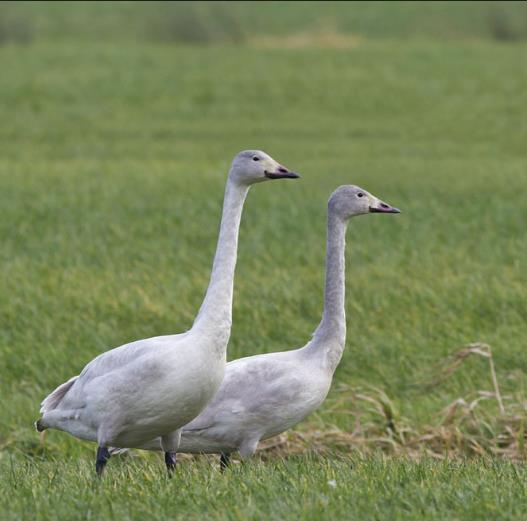 Kleine zwaan - kenmerken Formaat: kleiner dan wilde zwaan, kortere nek Zwarte snavel met kleine gele vlek