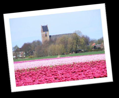 Organisatie Qua organisatie en aanpak van de Ferwerderadielse projecten wordt aangesloten bij de werkwijze in Netwerk Noordoost. De projecten worden op een projectmatige wijze uitgevoerd.