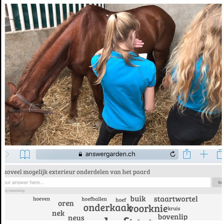 De lesactiviteit start hier: De studenten gaan met een lijst van alle exterieurkenmerken naar de stallen en kiezen een paard uit.