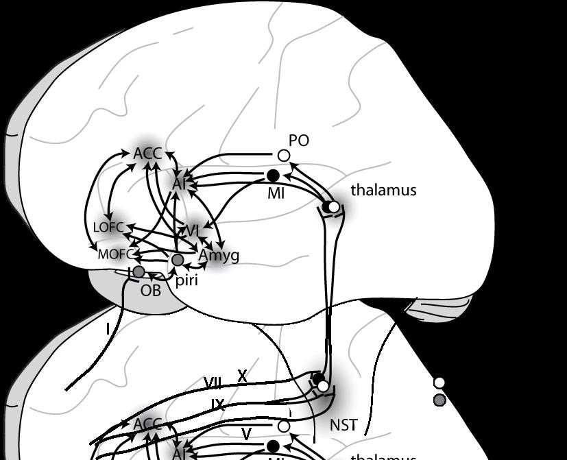 Van tong naar brein Orbitofrontal cortex Insula/operculum Nucleus of the